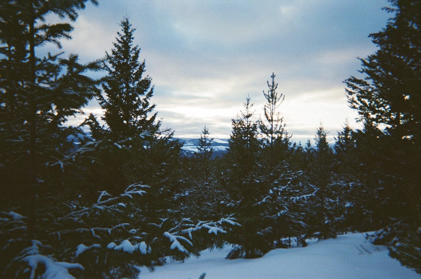 Film photograph 7